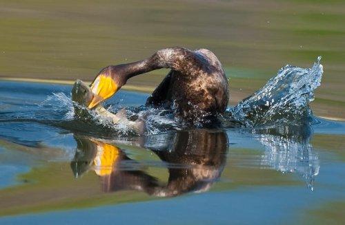 Vahşi yaşamdan kuş fotoğrafları