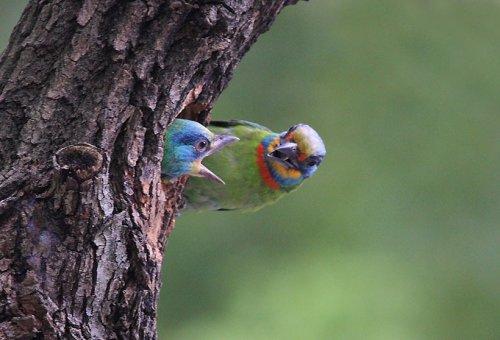 Vahşi yaşamdan kuş fotoğrafları