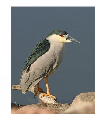 Vahşi yaşamdan kuş fotoğrafları