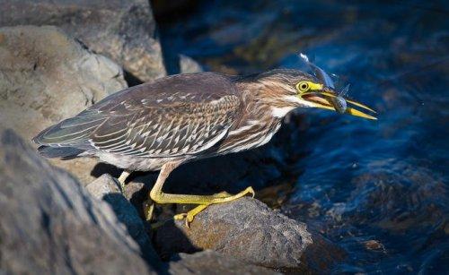 Vahşi yaşamdan kuş fotoğrafları