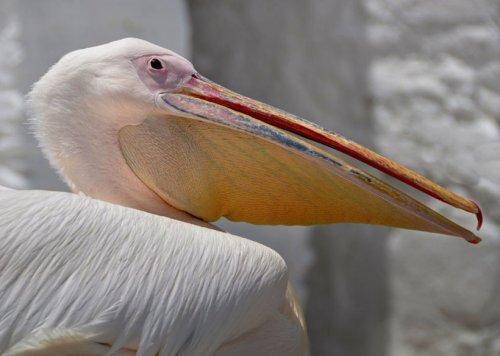 Vahşi yaşamdan kuş fotoğrafları