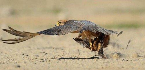 Vahşi yaşamdan kuş fotoğrafları