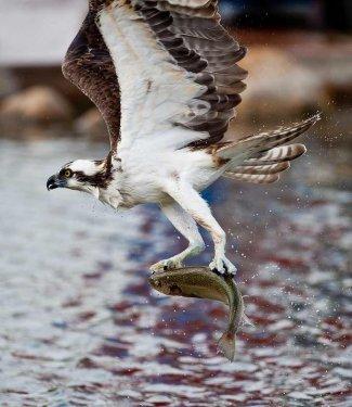 Vahşi yaşamdan kuş fotoğrafları