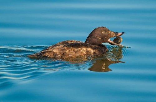 Vahşi yaşamdan kuş fotoğrafları