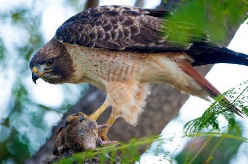 Vahşi yaşamdan kuş fotoğrafları