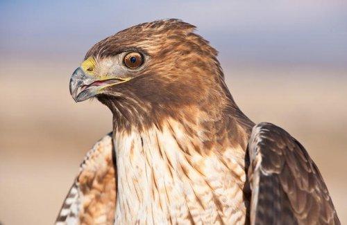 Vahşi yaşamdan kuş fotoğrafları