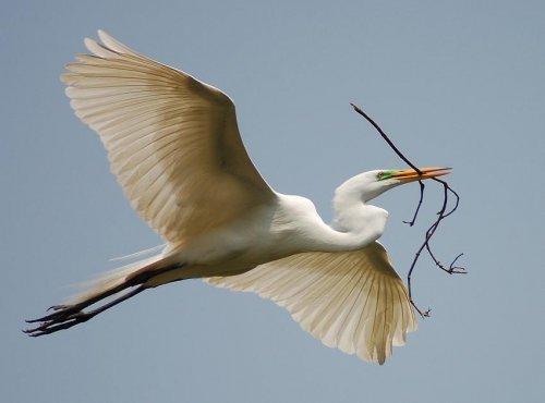 Vahşi yaşamdan kuş fotoğrafları