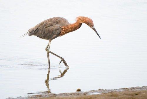 Vahşi yaşamdan kuş fotoğrafları