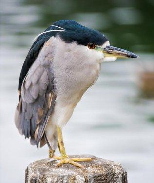 Vahşi yaşamdan kuş fotoğrafları