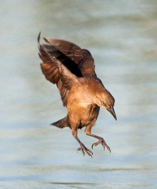Vahşi yaşamdan kuş fotoğrafları
