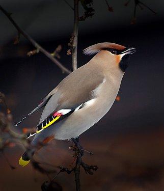 Vahşi yaşamdan kuş fotoğrafları