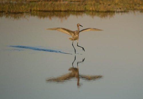 Vahşi yaşamdan kuş fotoğrafları