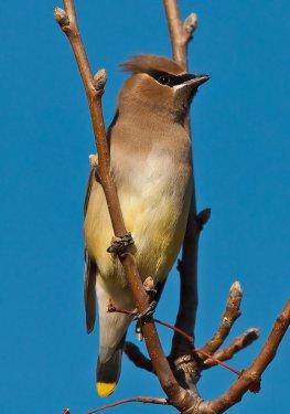 Vahşi yaşamdan kuş fotoğrafları