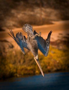 Vahşi yaşamdan kuş fotoğrafları