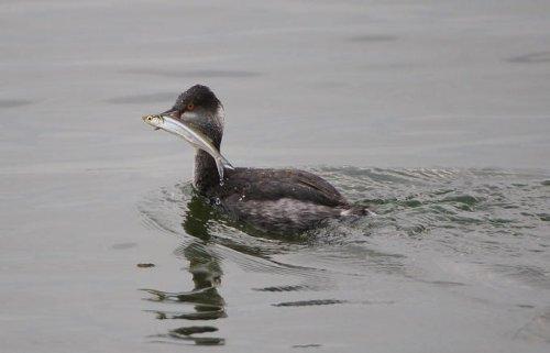 Vahşi yaşamdan kuş fotoğrafları