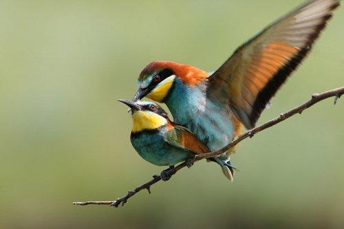 Vahşi yaşamdan kuş fotoğrafları