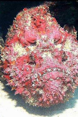 Denizde bulunan en korkutucu 10 canlı