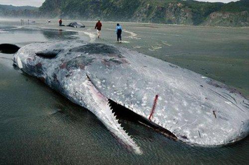 Denizde bulunan en korkutucu 10 canlı