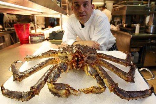 Denizde bulunan en korkutucu 10 canlı