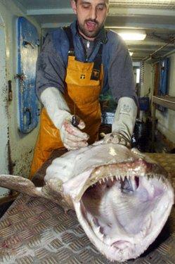 Denizde bulunan en korkutucu 10 canlı