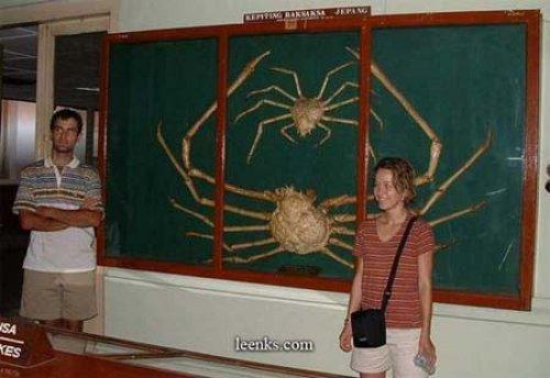 Dünyanın en büyük canlı ve nesneleri 