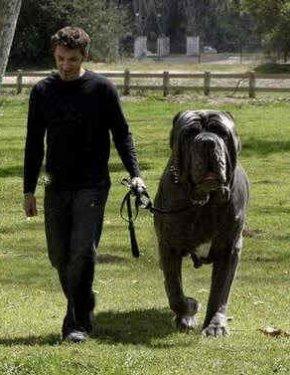 Dünyanın en büyük canlı ve nesneleri 