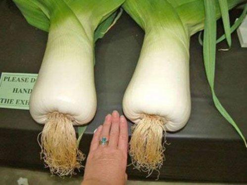 Dünyanın en büyük canlı ve nesneleri 