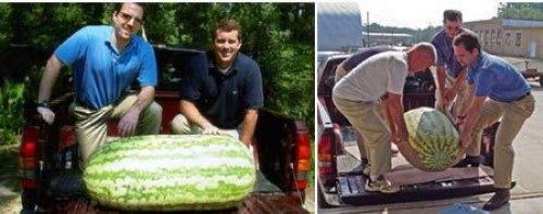 Dünyanın en büyük canlı ve nesneleri 