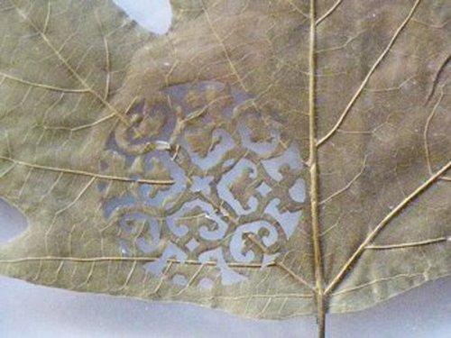 Yaprakları dantel gibi işlediler