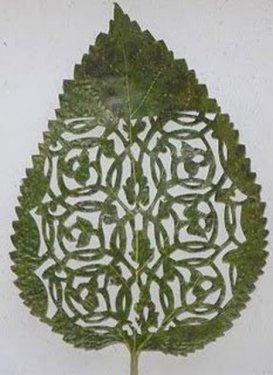 Yaprakları dantel gibi işlediler