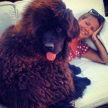 İşte Bülent İnal'ın Çınar'ı