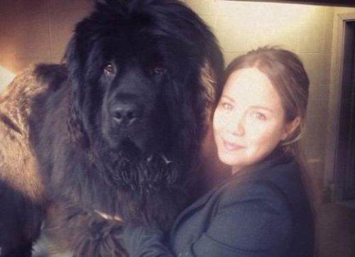 İşte Bülent İnal'ın Çınar'ı