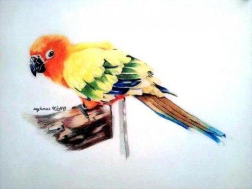 Oxford'dan gelen teklifi yanan Şeyhmus pes etmeyecek