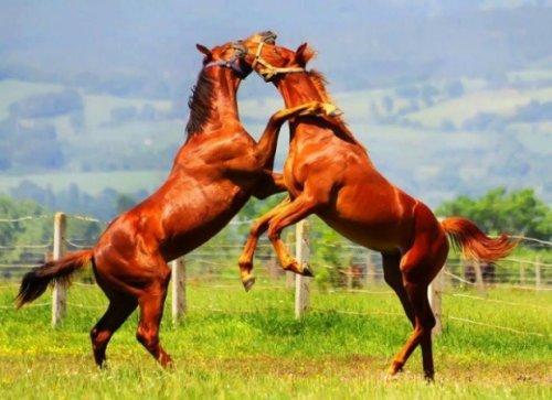 Birbirinden sevimli halleri güldürüyor