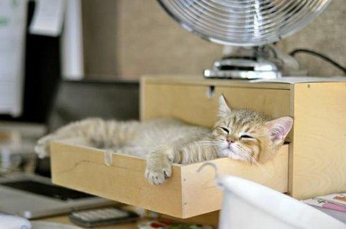 Birbirinden sevimli halleri güldürüyor