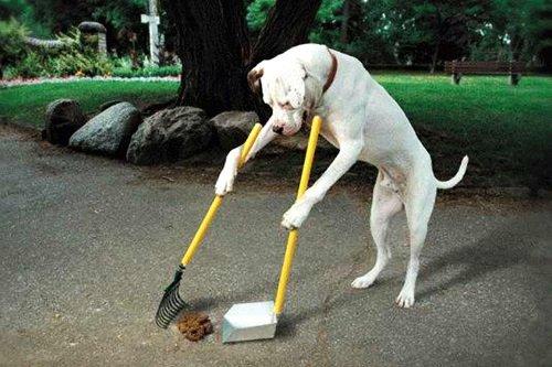 Birbirinden sevimli halleri güldürüyor