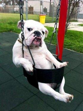 Birbirinden sevimli halleri güldürüyor