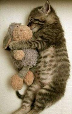 Birbirinden sevimli halleri güldürüyor