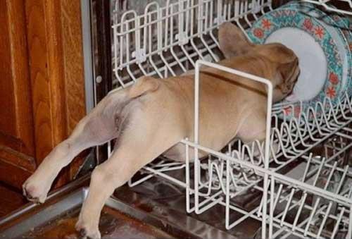 Birbirinden sevimli halleri güldürüyor