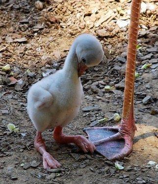 Birbirinden sevimli halleri güldürüyor