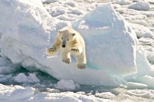 İlginç hayvan fotoğrafları