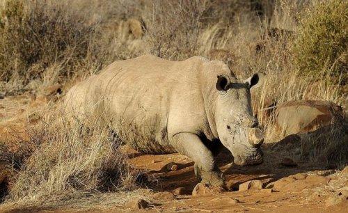 İlginç hayvan fotoğrafları
