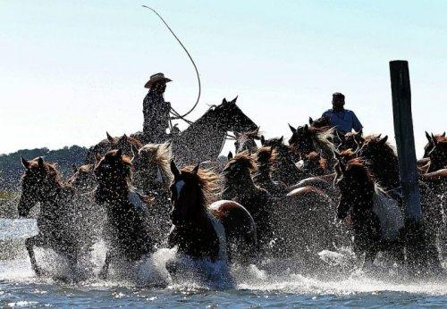 İlginç hayvan fotoğrafları
