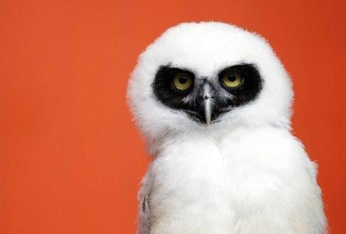 İlginç hayvan fotoğrafları