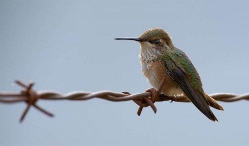 İlginç hayvan fotoğrafları