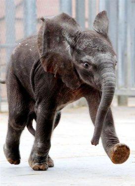 İlginç hayvan fotoğrafları