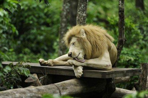 İlginç hayvan fotoğrafları