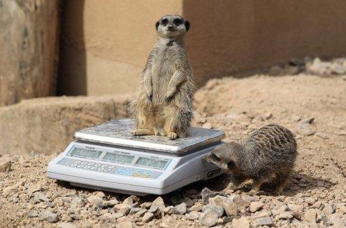 İlginç hayvan fotoğrafları