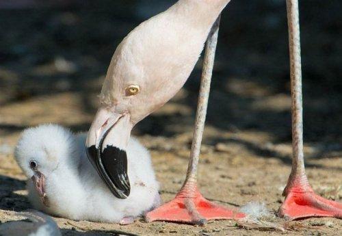 İlginç hayvan fotoğrafları