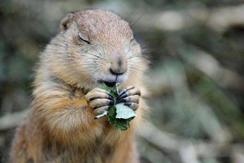 İlginç hayvan fotoğrafları